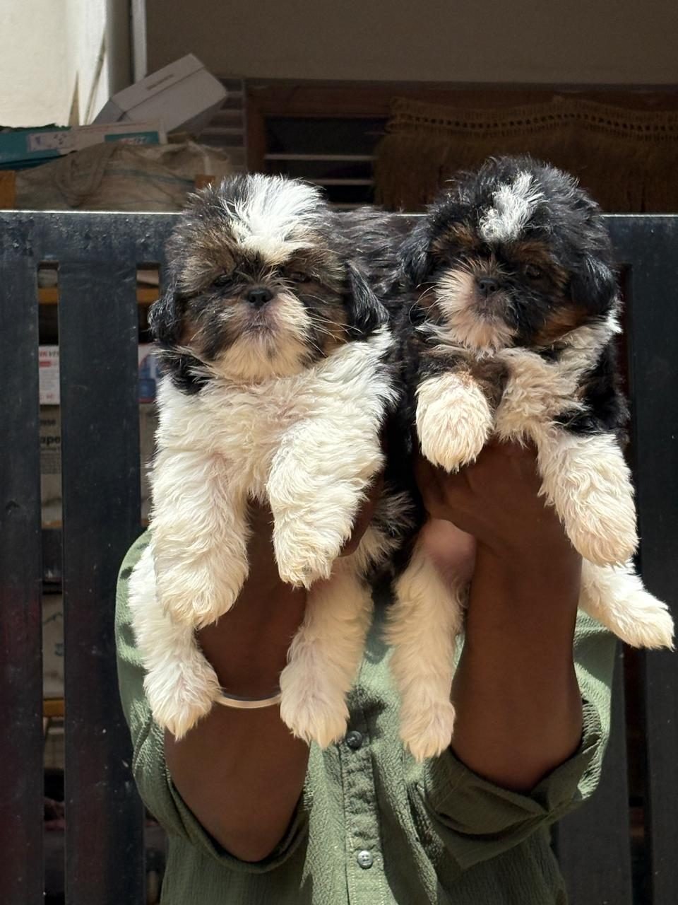 Shih Tzu puppies held up for the camera